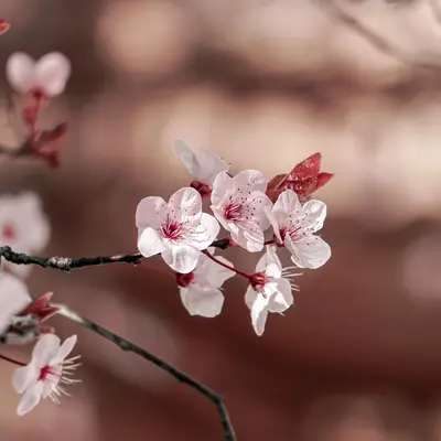 cherry_blossom_14